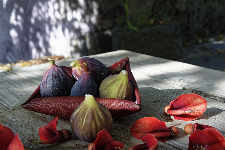 Photographie fruits