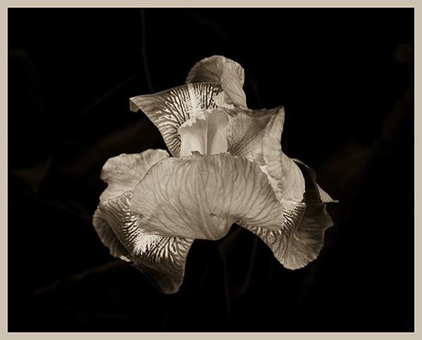 Photographie natures mortes