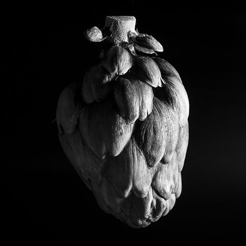 Photographie natures mortes